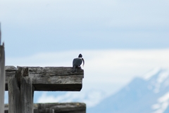 Megaceryle torquata stellata