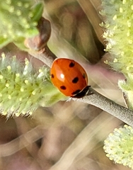 Coccinella septempunctata