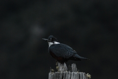 Megaceryle torquata stellata