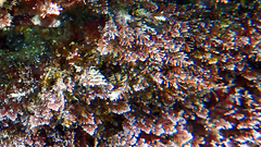 Corallina ferreyrae