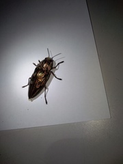 Chalcophora mariana massiliensis