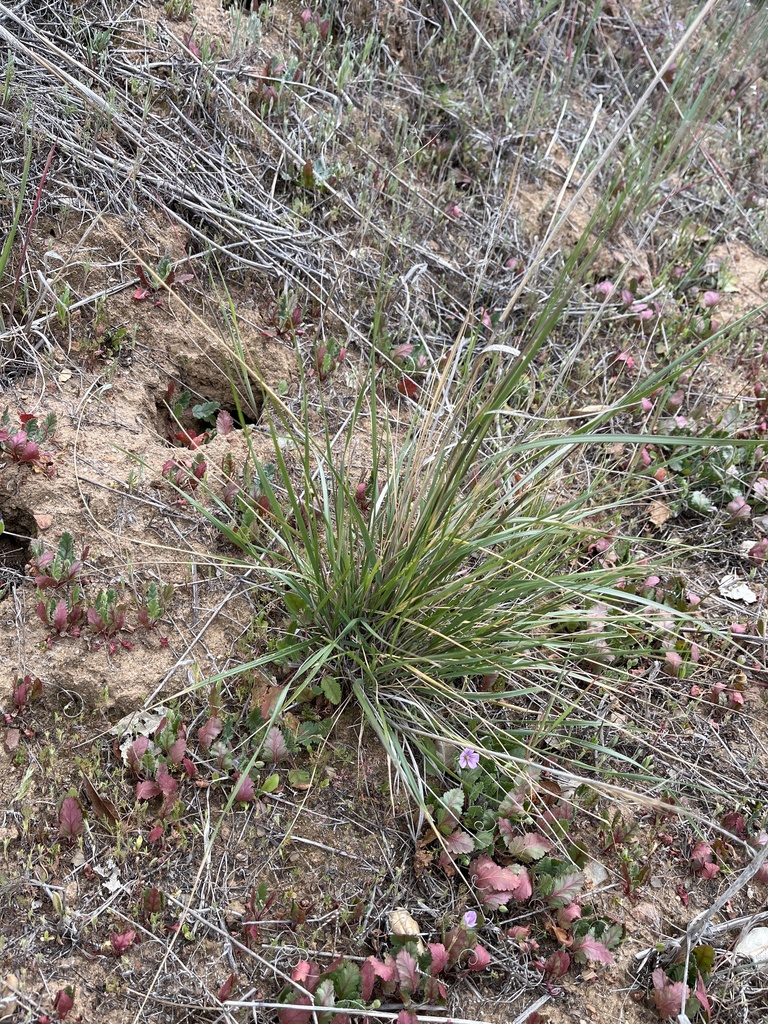 Needle Grasses from Caspers Wilderness Park, Orange County, US-CA, US ...