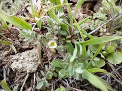 Polemonium micranthum
