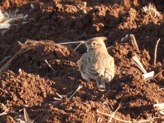 Galerida cristata meridionalis