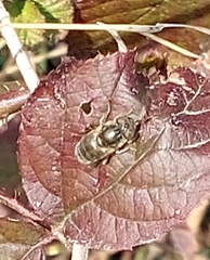Eristalinus aeneus