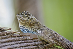 Draco