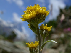 Artemisia glacialis