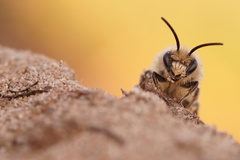 Colletes cunicularius