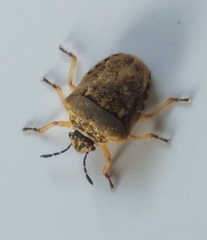 Bolbocoris obscuricornis