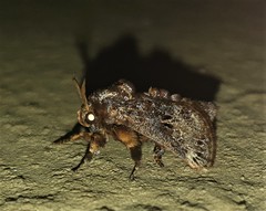 Scotinochroa inconsequens