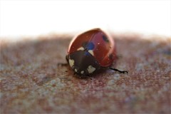 Coccinella septempunctata