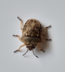 Bolbocoris obscuricornis