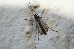 Chironomidae