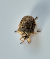 Bolbocoris obscuricornis