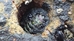 Acanthochitona hirudiniformis