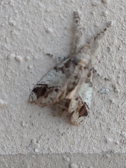 Dasychira leucophaea