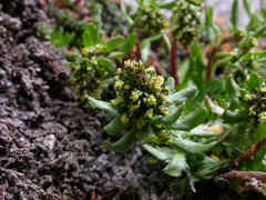 Artemisia nivalis