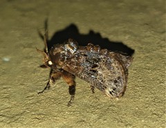 Scotinochroa inconsequens