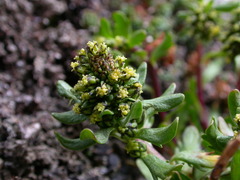 Artemisia nivalis