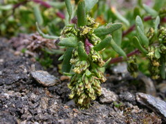 Artemisia nivalis