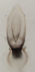 Leptacinus pusillus