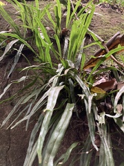 Polytaenium feei