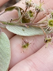 Amelanchier arborea arborea
