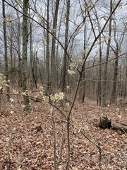 Amelanchier arborea arborea
