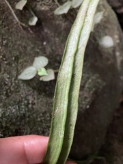 Polytaenium feei