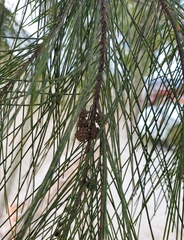 Casuarina