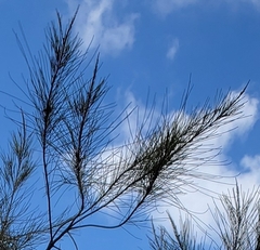 Casuarina