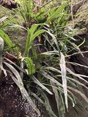 Polytaenium feei