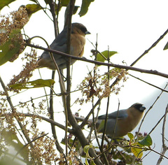 Schistochlamys ruficapillus