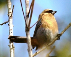 Schistochlamys ruficapillus