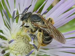 Halictus fulvipes
