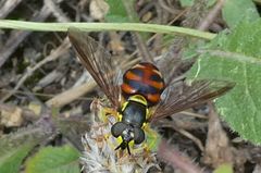 Chrysotoxum triarcuatum