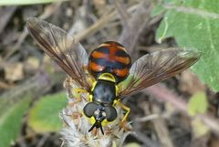 Chrysotoxum triarcuatum