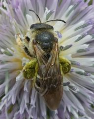 Halictus fulvipes