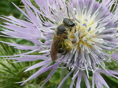 Halictus fulvipes