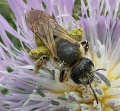Halictus fulvipes
