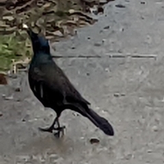 Quiscalus quiscula versicolor