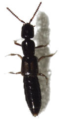 Leptacinus pusillus