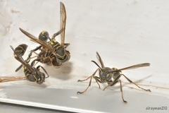 Mischocyttarus pallidipectus