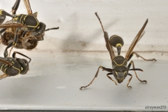 Mischocyttarus pallidipectus