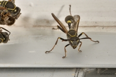 Mischocyttarus pallidipectus