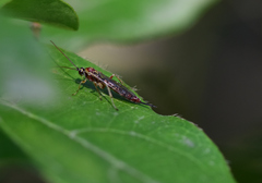 Tromatobia lineatoria