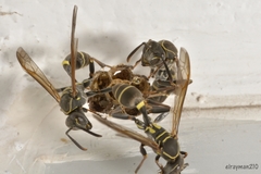 Mischocyttarus pallidipectus