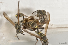 Mischocyttarus pallidipectus