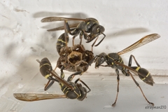 Mischocyttarus pallidipectus