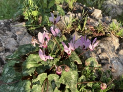 Cyclamen persicum